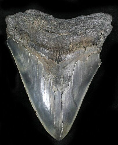 Serrated Megalodon Tooth - South Carolina #28030